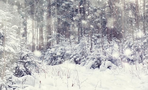 Paisagem da floresta de inverno. Árvores altas sob cobertura de neve. Dia gelado de janeiro no parque.