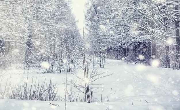 Paisagem da floresta de inverno. Árvores altas sob cobertura de neve. Dia gelado de janeiro no parque.