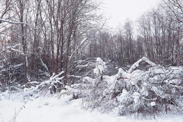 Paisagem da floresta de inverno. Árvores altas sob cobertura de neve. Dia gelado de janeiro no parque.