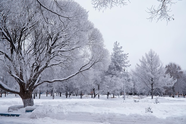 Paisagem da floresta de inverno. Árvores altas sob cobertura de neve. Dia gelado de janeiro no parque.