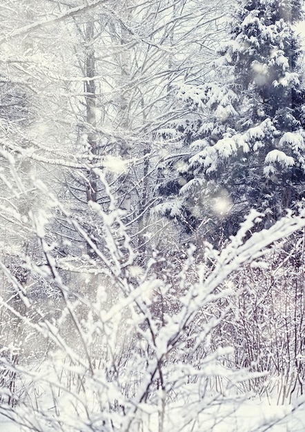 Paisagem da floresta de inverno. Árvores altas sob cobertura de neve. Dia gelado de janeiro no parque.