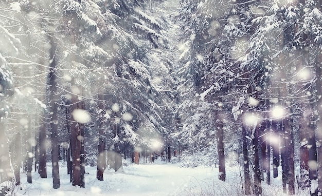 Paisagem da floresta de inverno. Árvores altas sob cobertura de neve. Dia gelado de janeiro no parque.