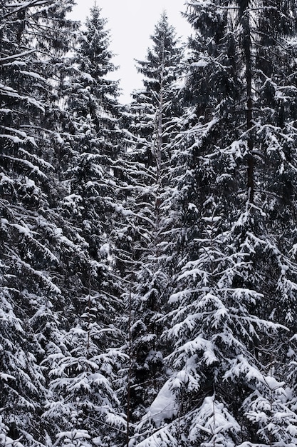 Paisagem da floresta de inverno. Árvores altas sob cobertura de neve. Dia gelado de janeiro no parque.