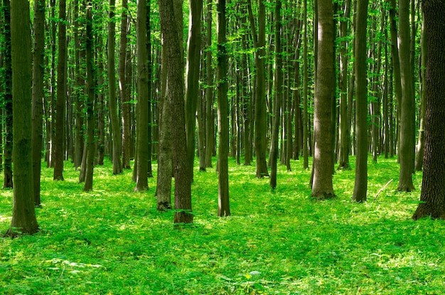 Paisagem da floresta de manhã