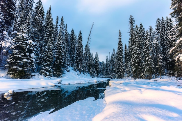 Paisagem da floresta de pinheiros com neve coberta na beira do lago no inverno no parque nacional