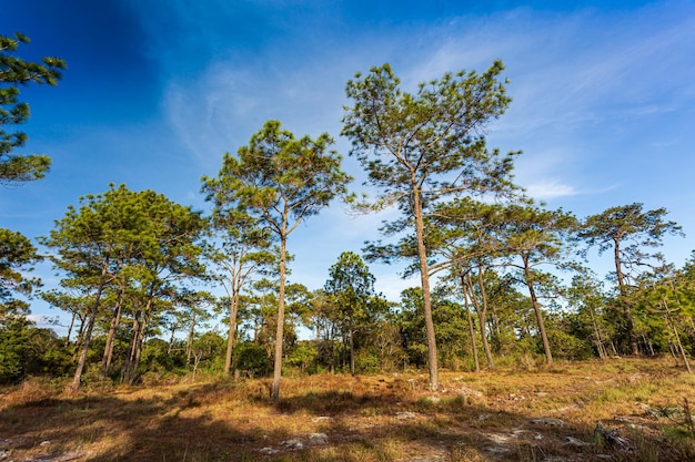 paisagem da floresta de pinheiros