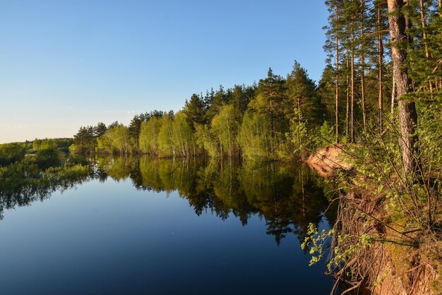 Paisagem da floresta de primavera