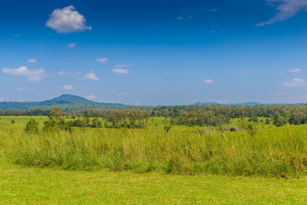 Foto paisagem da floresta de savana