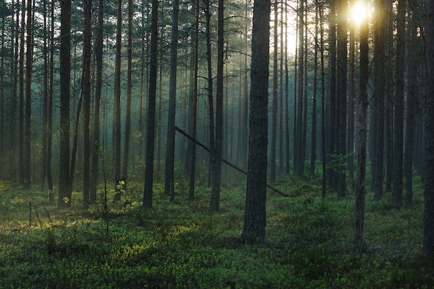 Paisagem da floresta matinal, com sol brilhante passando por pinheiros altos.