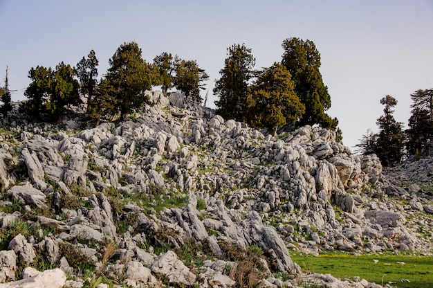 Paisagem da floresta nas terras altas da Turquia