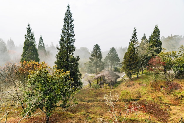 Paisagem da floresta nublada em Alishan National Forest Recreation Area