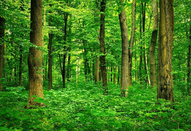 Paisagem da floresta pela manhã