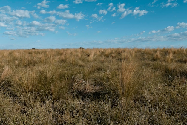 Paisagem da grama de Pampas Província de La Pampa Patagônia Argentina