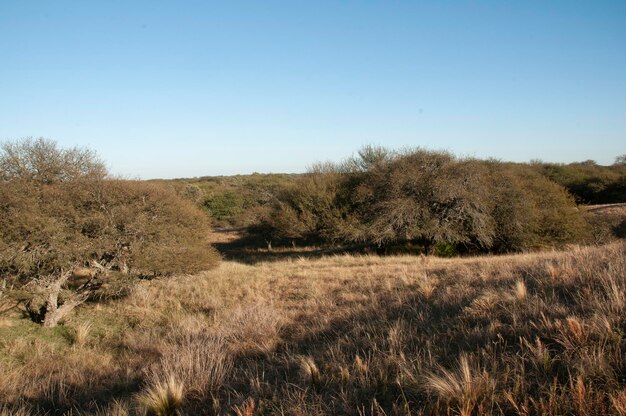 Paisagem da grama de Pampas Província de La Pampa Patagônia Argentina