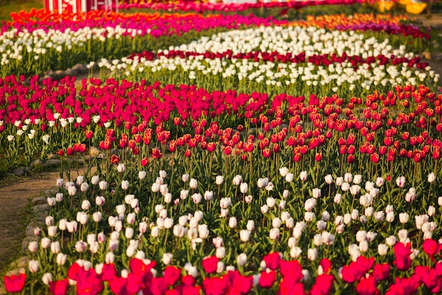 Paisagem da Holanda buquê de tulipson no campo da aldeia rural