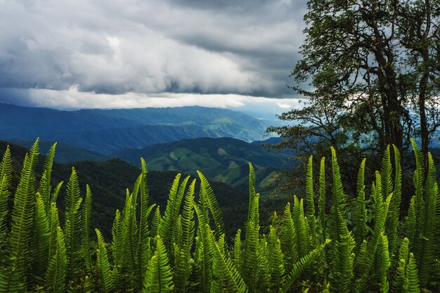 Paisagem da montanha na província de nan tailândia