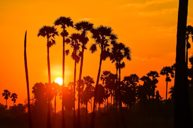 Foto paisagem da palmeira açucareira durante o nascer do sol crepuscular na província de pathumthani, tailândia