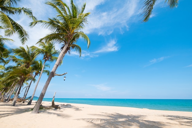 Paisagem da palmeira do coco na praia tropical no verão. conceito de fundo de verão.