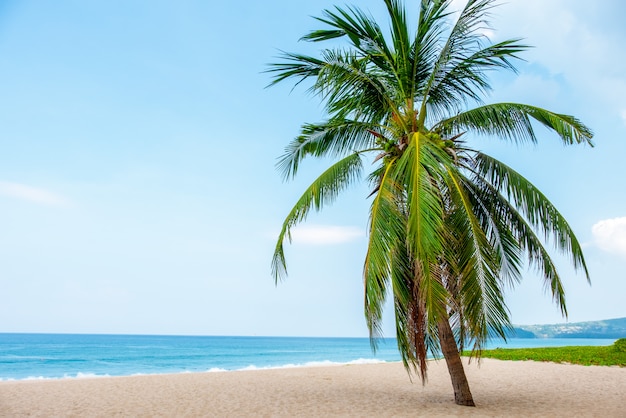 Foto paisagem da palmeira do coco, praia tropical do mar azul bonito.