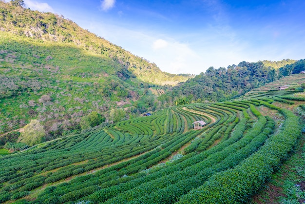 Paisagem da plantação de chá 2000 no Doi Ang Khang