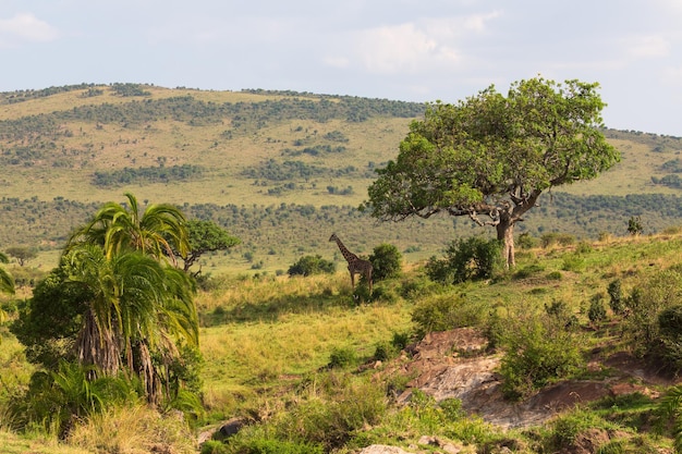 Paisagem da savana africana com uma árvore, palmeira e uma girafa. Parque Nacional Masai Mara, Quênia