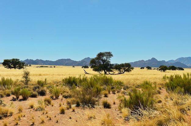 Paisagem da savana africana, namíbia, áfrica do sul