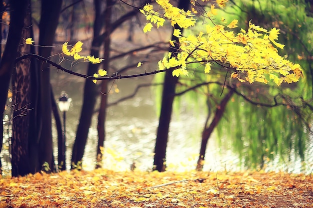 paisagem da temporada de outono no parque, vista do fundo do beco das árvores amarelas