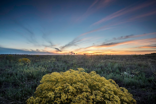 Paisagem da temporada de primavera La Pampa