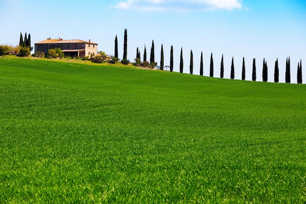 Paisagem da Toscana com beco de cipreste