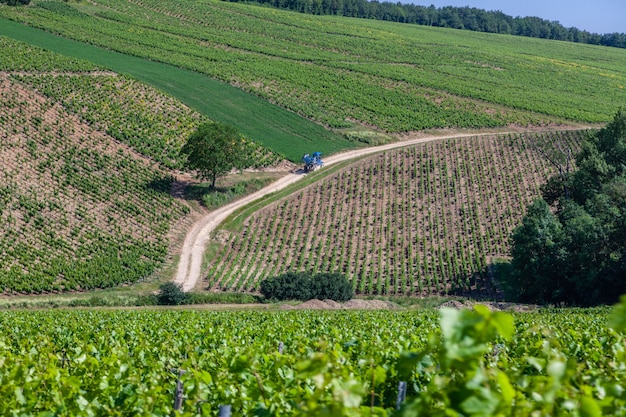 Paisagem da vinha com colinas e plantação de uvas