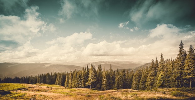 Paisagem das montanhas e floresta verde