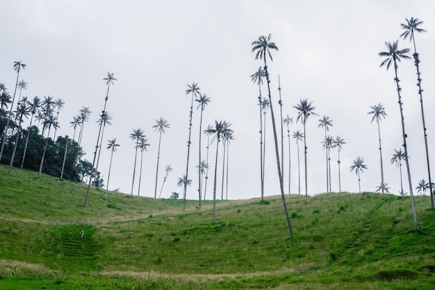 Paisagem das palmeiras de cera na Colômbia Salento Cocora Quindio vista de baixo ângulo