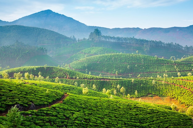 Paisagem das plantações de chá na Índia, Kerala Munnar.