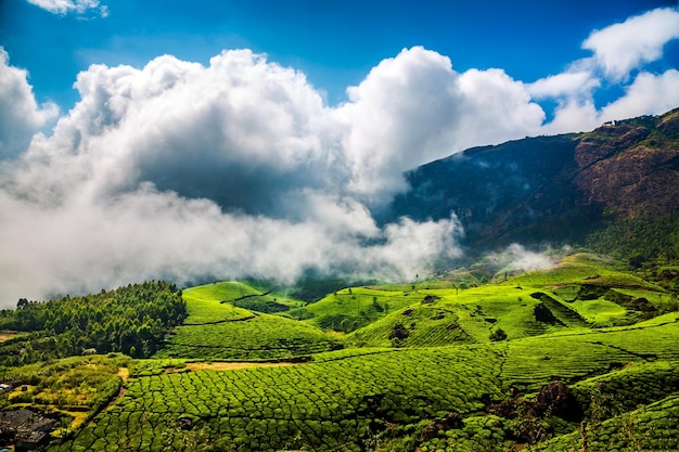 Paisagem das plantações de chá na Índia, Kerala Munnar.