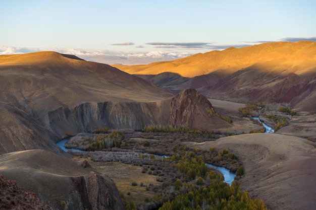 Paisagem de Altai no outono. Rússia. Larícios amarelos, montanhas cobertas de neve e rio