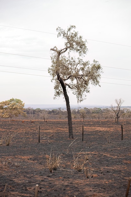 paisagem de área rural de pastagens secas recém-queimadas