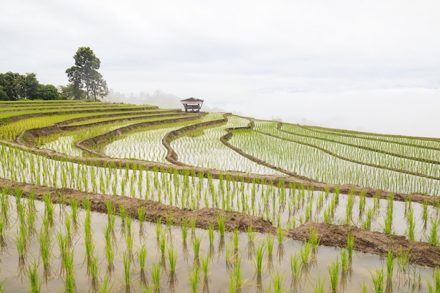 Paisagem, de, arroz verde, terraços, campo, em, baan, pa, bong piang, em, chiang mai província