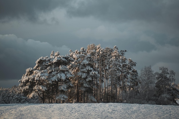 Paisagem de árvore com neve Papel de parede de inverno paisagem rural