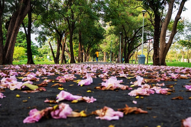 Paisagem de árvore no parque