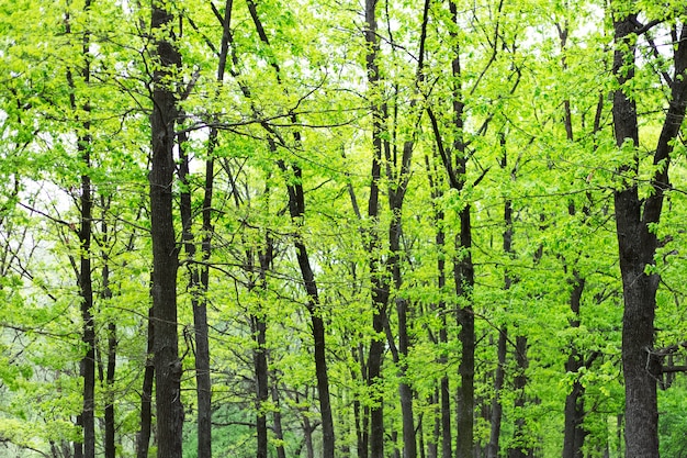 Paisagem de árvore verde da floresta