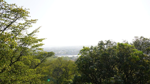 paisagem de árvores com céu