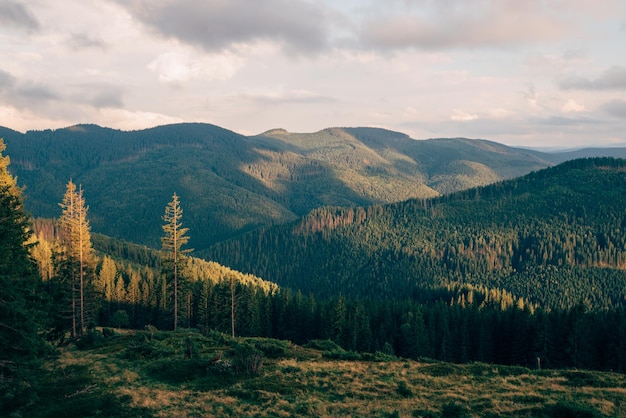 Paisagem de árvores da floresta de montanha