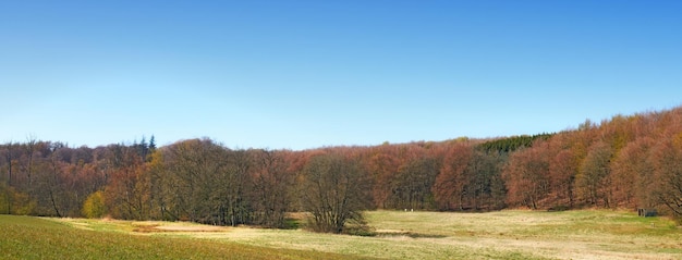 Paisagem de árvores florestais crescendo em um prado tranquilo ou campo remoto na Suécia Florestas de coníferas verdes na conservação da natureza ambiental da área rural ou campo com céu azul e espaço de cópia