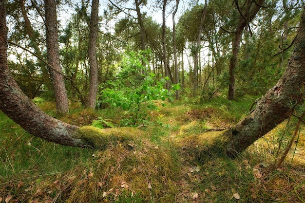 Paisagem de árvores selvagens em uma floresta de pinheiros em um belo local isolado Paisagem de caminhadas na natureza de troncos de árvores onduladas com muitas plantas verdes e arbustos em um ambiente ecologicamente correto
