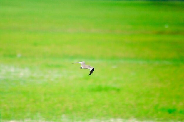 Foto paisagem de aves voando sobre o prado