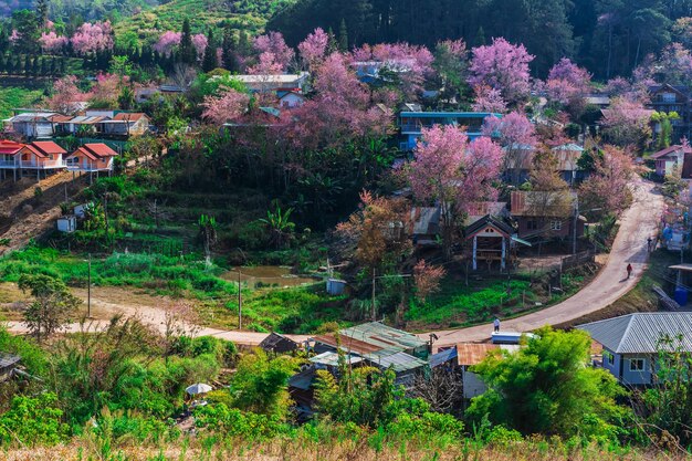 paisagem de belas cerejas selvagens do Himalaia flores rosa Prunus cerasoides em Phu Lom Lo Loei e Phitsanulok, na Tailândia