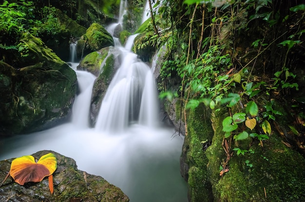 Paisagem de cachoeira na floresta profunda