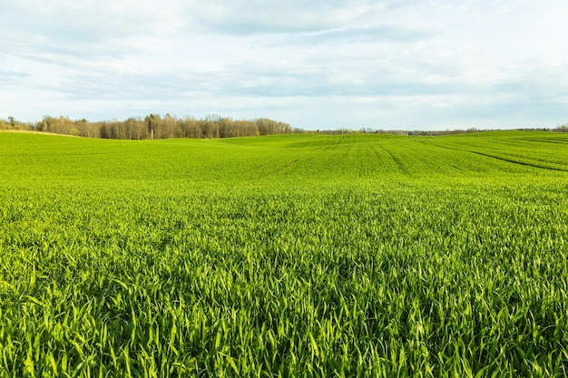 Paisagem de campo agrícola verde recentemente amadurecida no céu nublado