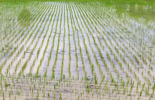 Foto paisagem de campo de arroz