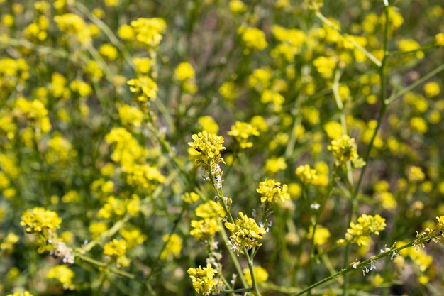 Foto paisagem de campo de canola com flores amarelas na primavera